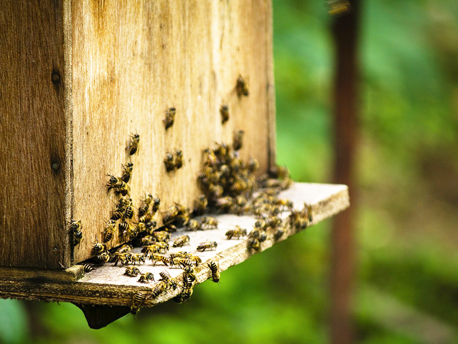 Die_Welt_ist_wie_ein_Bienenstock