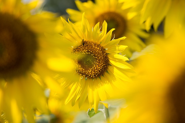 sun-flowers-560082_640